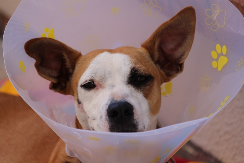 veterinaire-NEOULES-min_dog-1191676