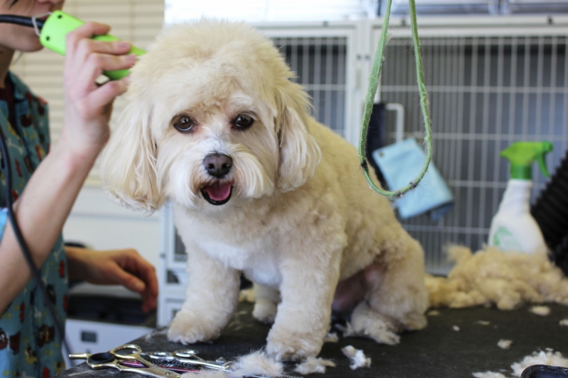 veterinaire-NEOULES-min_white_dog_grooming_pet_pet_grooming_salon_groomer_fur-678977